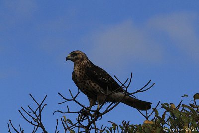 Galapagos Hawk_11-10-21_1123.JPG
