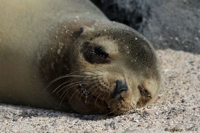 Galapagos Sea Lion_11-10-17_1111.JPG