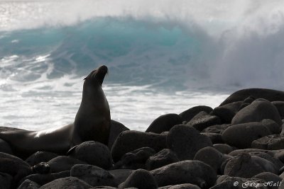Galapagos Sea Lion_11-10-17_1114.JPG
