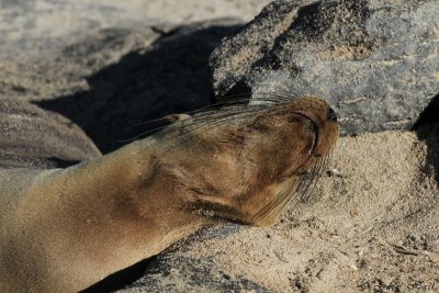 Galapagos Sea Lion_11-10-19_1102.JPG
