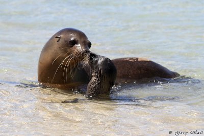 Galapagos Sea Lion_11-10-20_1108.JPG