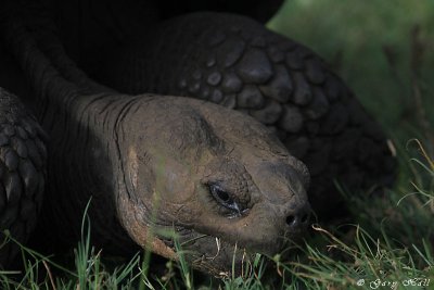 Giant Tortoise_11-10-23_1132.JPG