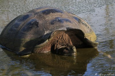 Giant Tortoise_11-10-23_1133.JPG