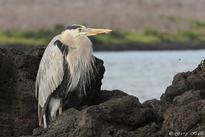Great Blue Heron_11-10-18_1030.JPG