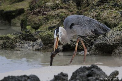 Great Blue Heron_11-10-24_1035.JPG