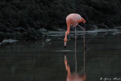 American Flamingo_11-10-24_1034.JPG