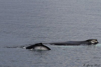 Humpback Whale_11-10-21_1169.JPG