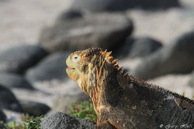 Land Iguana_11-10-17_1198.JPG