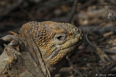 Land Iguana_11-10-21_1199.JPG