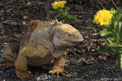 Land Iguana_11-10-21_1201.JPG