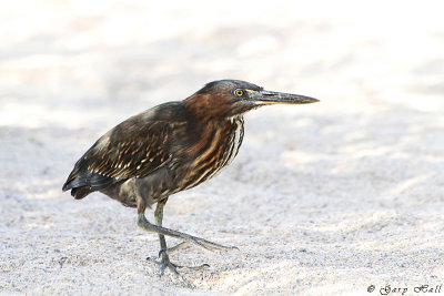 Striated Heron_11-10-17_1162.JPG