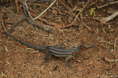 Lava Lizard_11-10-18_1054.JPG