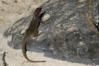 Lava Lizard_11-10-19_1056.JPG