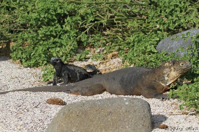 Marine and Land Iguana_11-10-17_1197.JPG