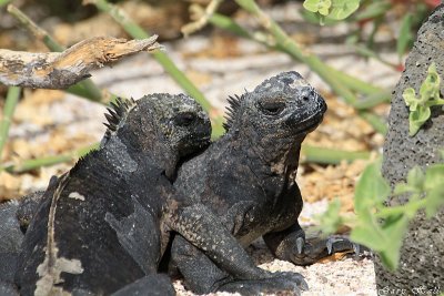 Marine Iguana_11-10-17_1188.JPG