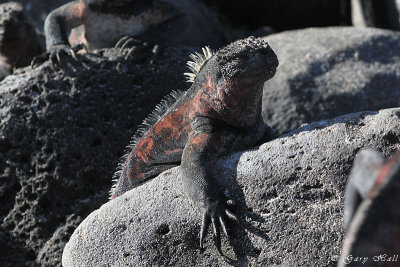 Marine Iguana_11-10-19_1190.JPG