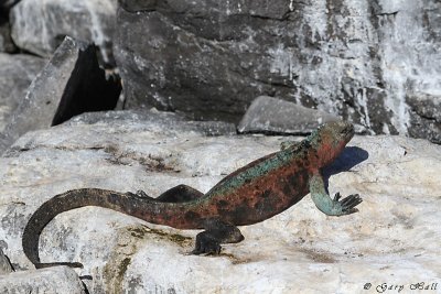 Marine Iguana_11-10-19_1191.JPG