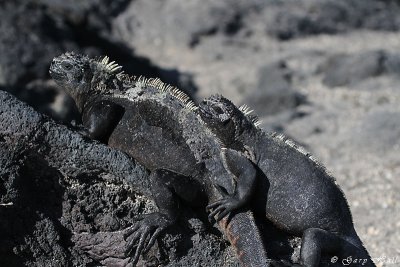 Marine Iguana_11-10-21_1194.JPG