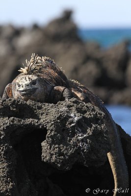 Marine Iguana_11-10-21_1195.JPG