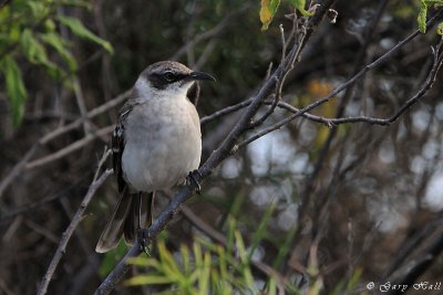 mocking Bird_11-10-22_1048.JPG