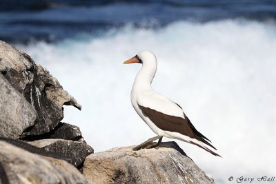 Nazca Booby_11-10-19_1104.JPG