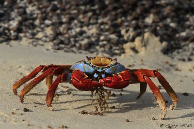Sally Light-foot Crab_11-10-18_1021.JPG