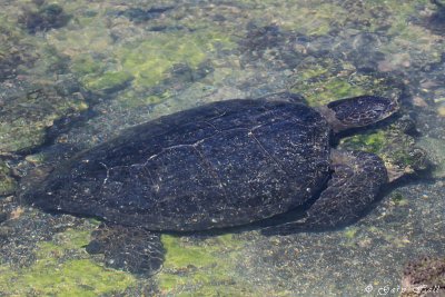 Sea Turtle_11-10-21_1009.JPG