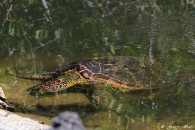 Sea Turtle_11-10-21_1010.JPG
