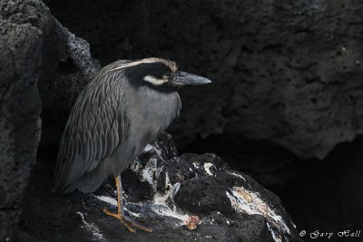 Yellow-crowned Night Heron_11-10-22_1077.JPG