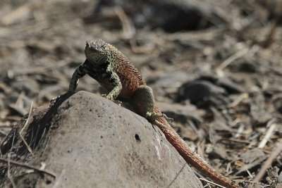 Lava Lizard - Espanola_11-10-19_1220.JPG