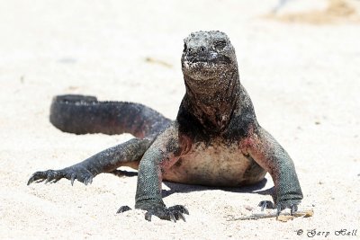Marine Iguana - Espanola_11-11-05_1222.JPG