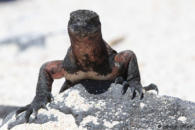Marine IguanaEspanola 326.jpg
