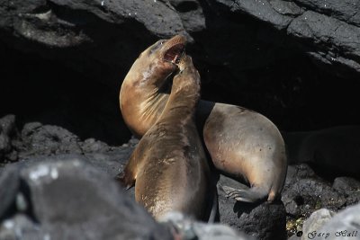 Sea Lion - Espanola_11-10-19_1214.JPG