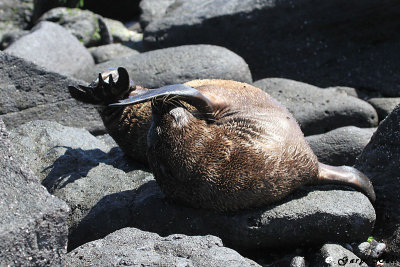 Sea Lion - Espanola_11-10-19_1215.JPG