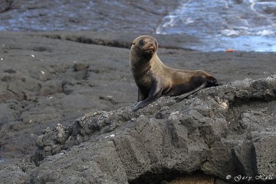 Galapagos Fur Seal - Santiago069.jpg