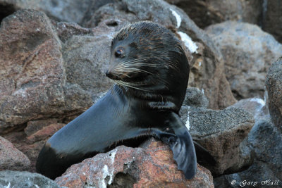 Galapagos Fur Seal Pup - Rabida Island.jpg
