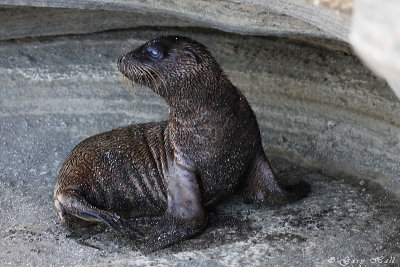Galapagos Fur Seal Santiago 171.jpg
