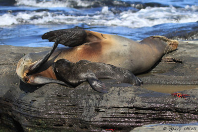 Galapagos Fur Seal Santiago 192.jpg