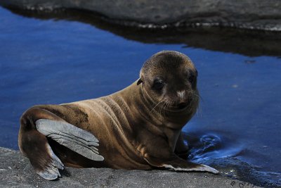 Galapagos Fur Seal Santiago 220.jpg