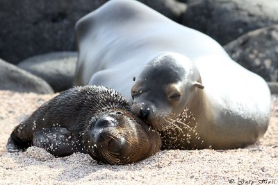 Galapagos Sea Lion North Seymour 2 230.jpg