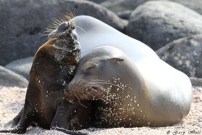 GalapagosSea Lion North Seymour.jpg