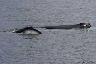 Humpback Whale Calf with Mother.jpg