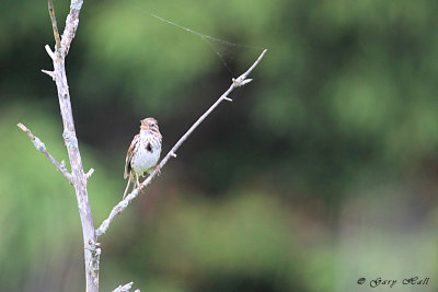 Song Sparrow.jpg