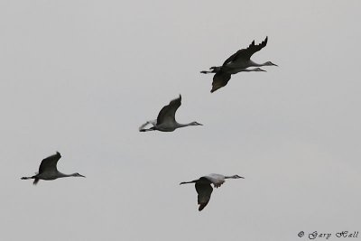 Sandhill Cranes .jpg