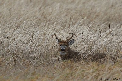 White Tailed Buck.jpg