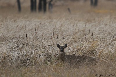 White Tailed Doe.jpg