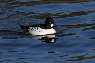 Common Goldeneye_11-12-12_141021.JPG