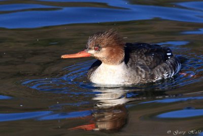 Red-breasted Merganser_11-12-12_135121.JPG