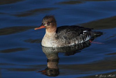 Red-breasted Merganser_11-12-12_135721.JPG
