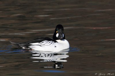 Common Goldeneye_11-12-12_140421.JPG